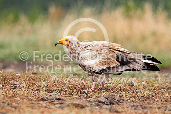 Egyptian vulture 10 (Neophron percnopterus)