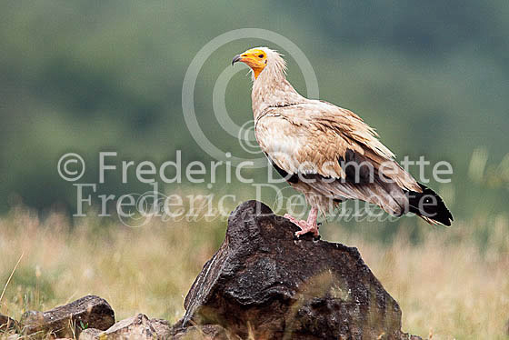 Egyptian vulture 16 (Neophron percnopterus)