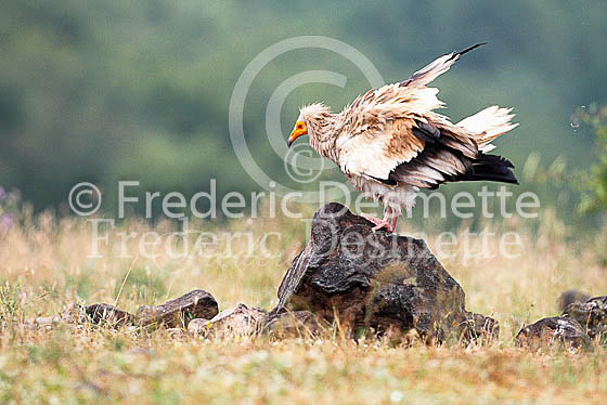 Egyptian vulture 17 (Neophron percnopterus)