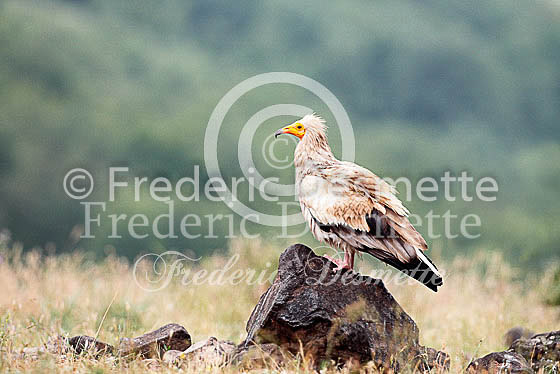 Egyptian vulture 15 (Neophron percnopterus)