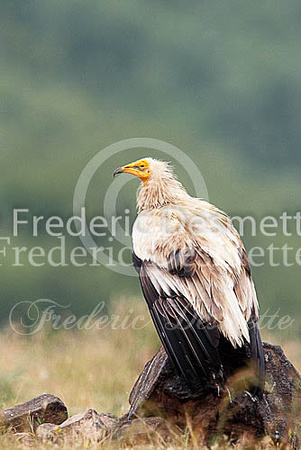 Egyptian vulture 3 (Neophron percnopterus)