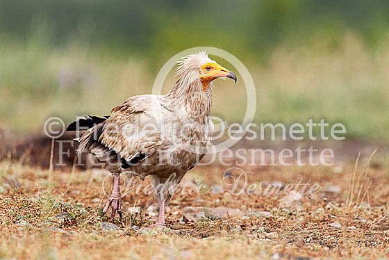 Egyptian vulture 9 (Neophron percnopterus)