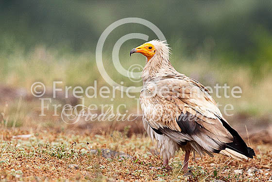 Egyptian vulture 8 (Neophron percnopterus)
