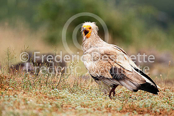 Egyptian vulture 1 (Neophron percnopterus)