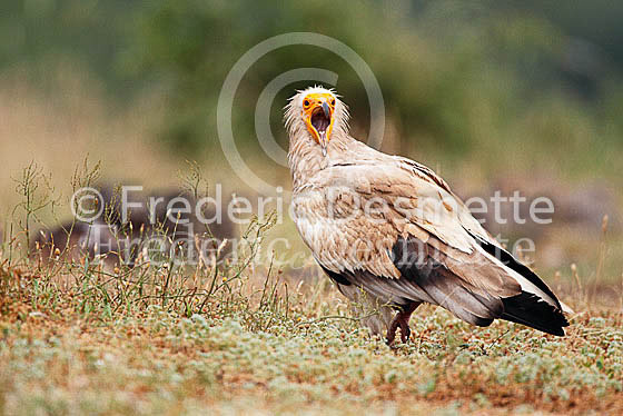 Egyptian vulture 2 (Neophron percnopterus)