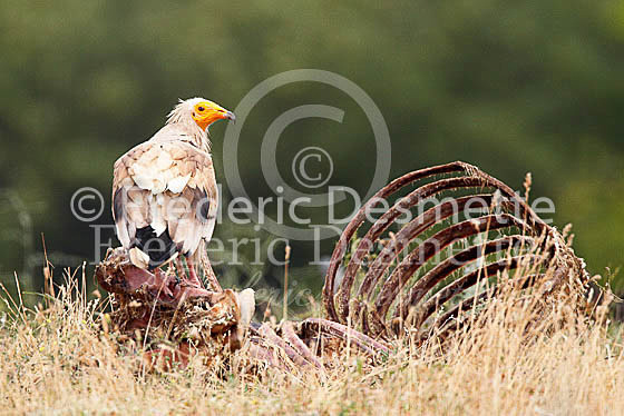 Egyptian vulture 7 (Neophron percnopterus)