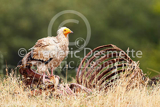 Egyptian vulture 6 (Neophron percnopterus)