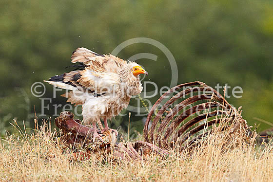 Egyptian vulture 19 (Neophron percnopterus)
