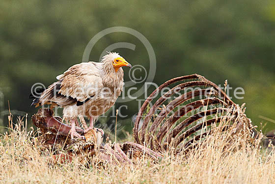 Egyptian vulture 5 (Neophron percnopterus)