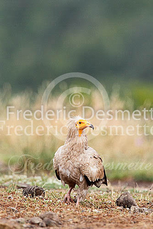 Egyptian vulture 4 (Neophron percnopterus)
