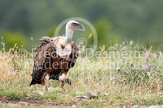 Griffon vulture 13 (Gyps fulvus)