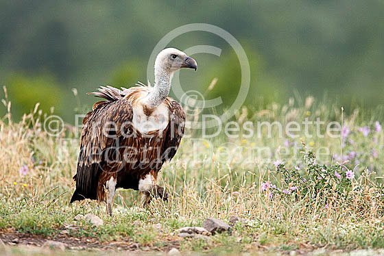 Griffon vulture 18 (Gyps fulvus)