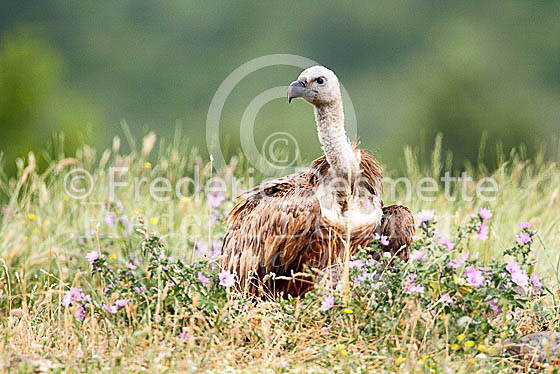 Griffon vulture 1 (Gyps fulvus)