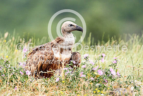 Griffon vulture 3 (Gyps fulvus)