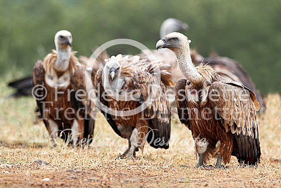 Griffon vulture 12 (Gyps fulvus)