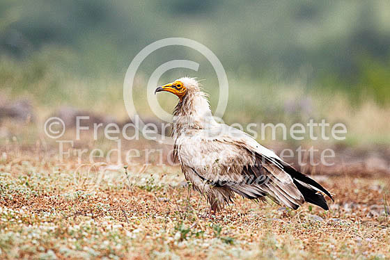 Egyptian vulture 14 (Neophron percnopterus)
