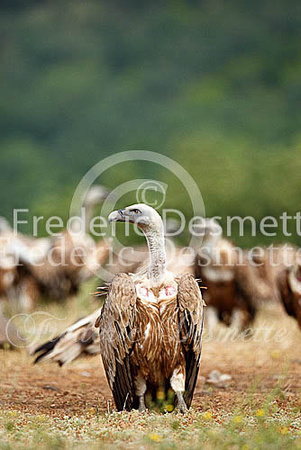 Griffon vulture 17 (Gyps fulvus)