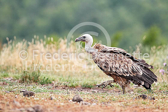 Griffon vulture 10 (Gyps fulvus)