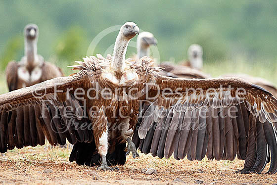 Griffon vulture 4 (Gyps fulvus)