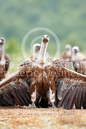 Griffon vulture 5 (Gyps fulvus)