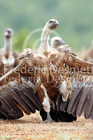 Griffon vulture 7 (Gyps fulvus)