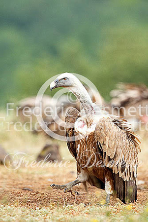 Griffon vulture 15 (Gyps fulvus)