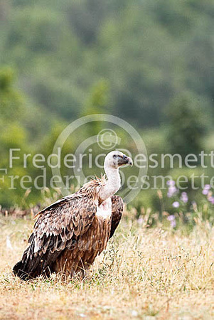 Griffon vulture 11 (Gyps fulvus)