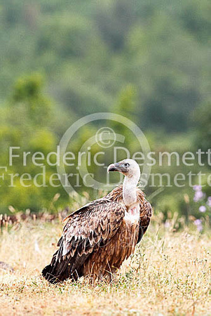 Griffon vulture 16 (Gyps fulvus)