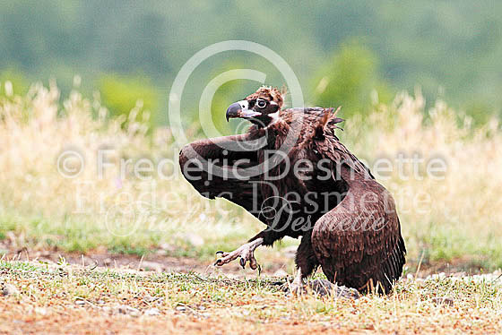 Black vulture 1 (Aegypius monachus)