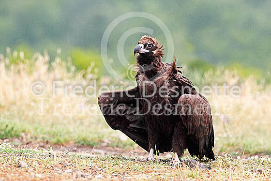 Black vulture 2 (Aegypius monachus)