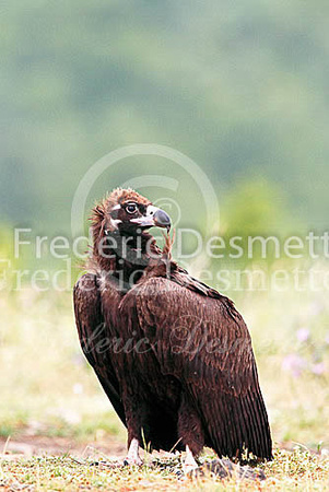 Black vulture 7 (Aegypius monachus)