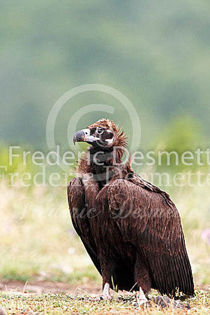 Black vulture 6 (Aegypius monachus)