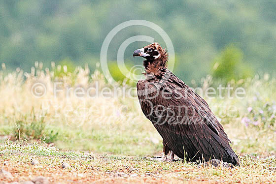 Black vulture 4 (Aegypius monachus)