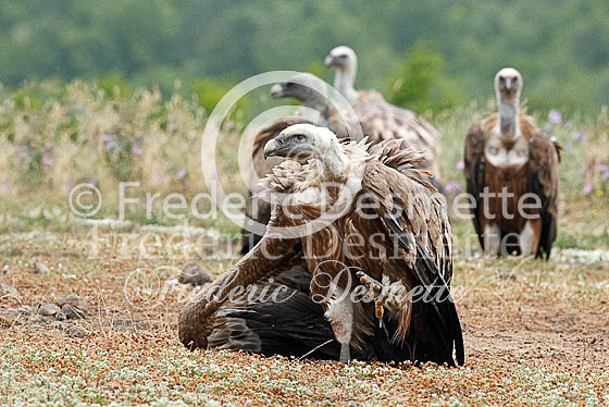 Griffon vulture 24 (Gyps fulvus)