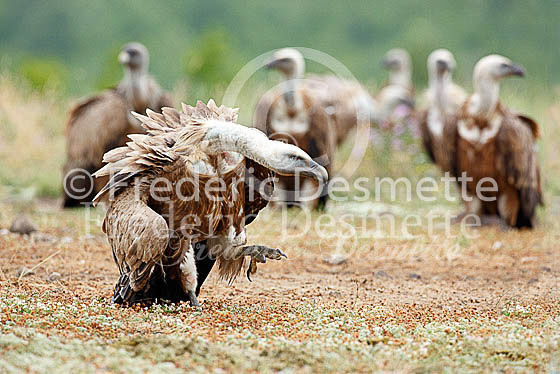 Griffon vulture 21 (Gyps fulvus)