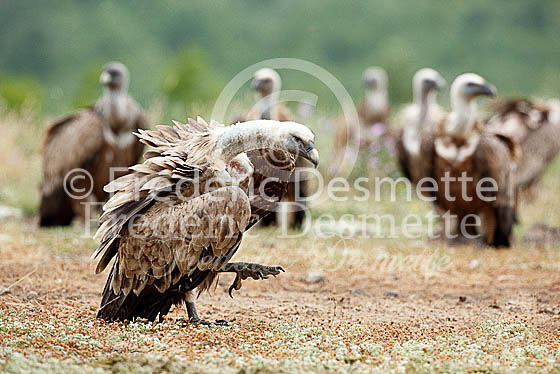 Griffon vulture 22 (Gyps fulvus)