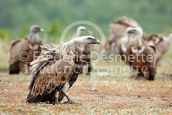 Griffon vulture 23 (Gyps fulvus)