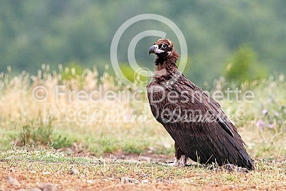 Black vulture 5 (Aegypius monachus)