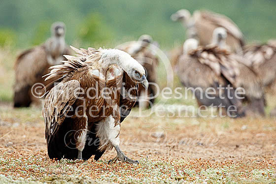 Griffon vulture 19 (Gyps fulvus)