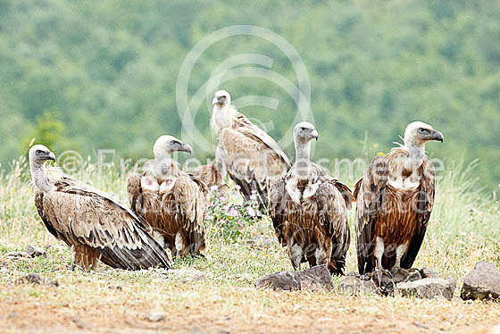 Griffon vulture 25 (Gyps fulvus)