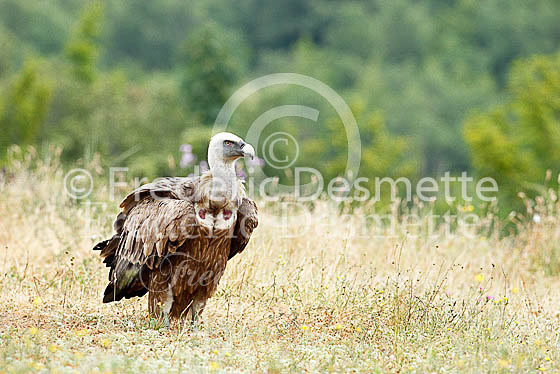 Griffon vulture 9 (Gyps fulvus)