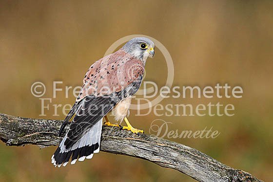 Kestrel  49 (Falco tinnunculus)