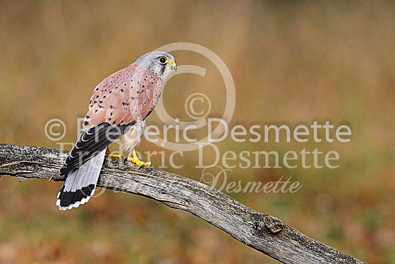 Kestrel  51 (Falco tinnunculus)