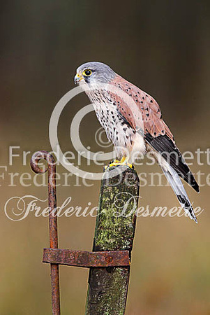 Kestrel  50 (Falco tinnunculus)
