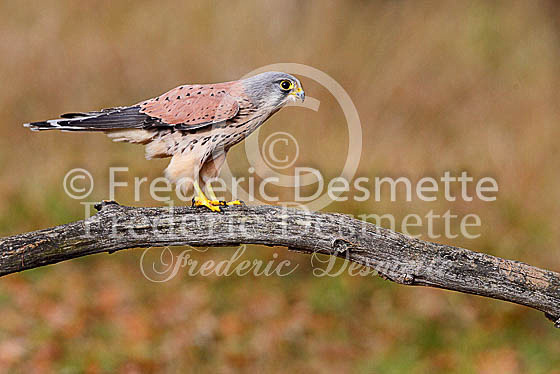 Kestrel  46 (Falco tinnunculus)