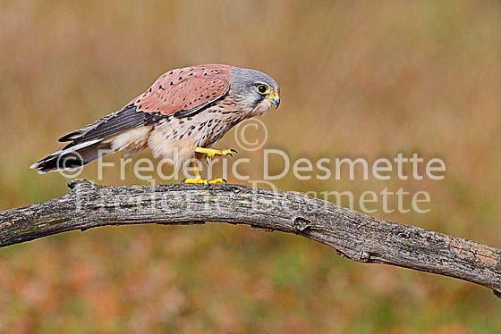 Kestrel  48 (Falco tinnunculus)
