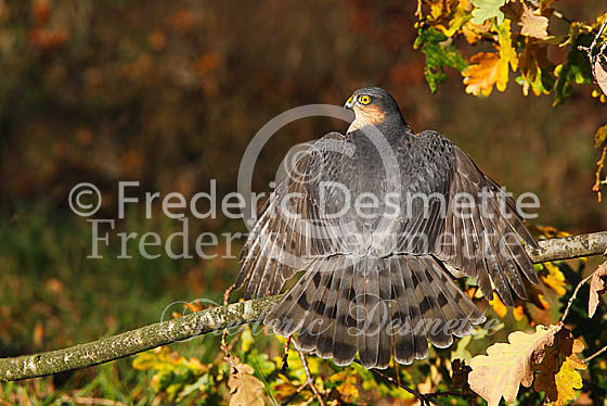 Sparrowhawk 13 (Accipiter nisus)