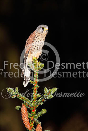 Kestrel 51 (Falco tinnunculus)