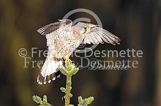 Kestrel 46 (Falco tinnunculus)
