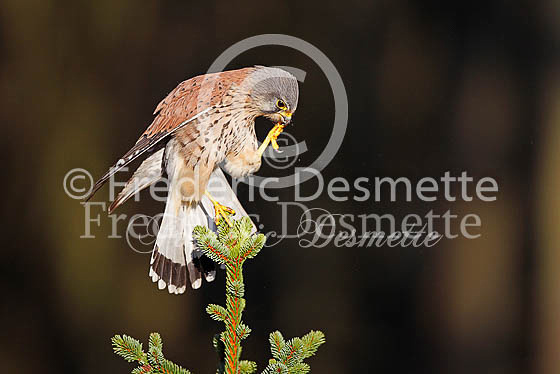 Kestrel 54 (Falco tinnunculus)